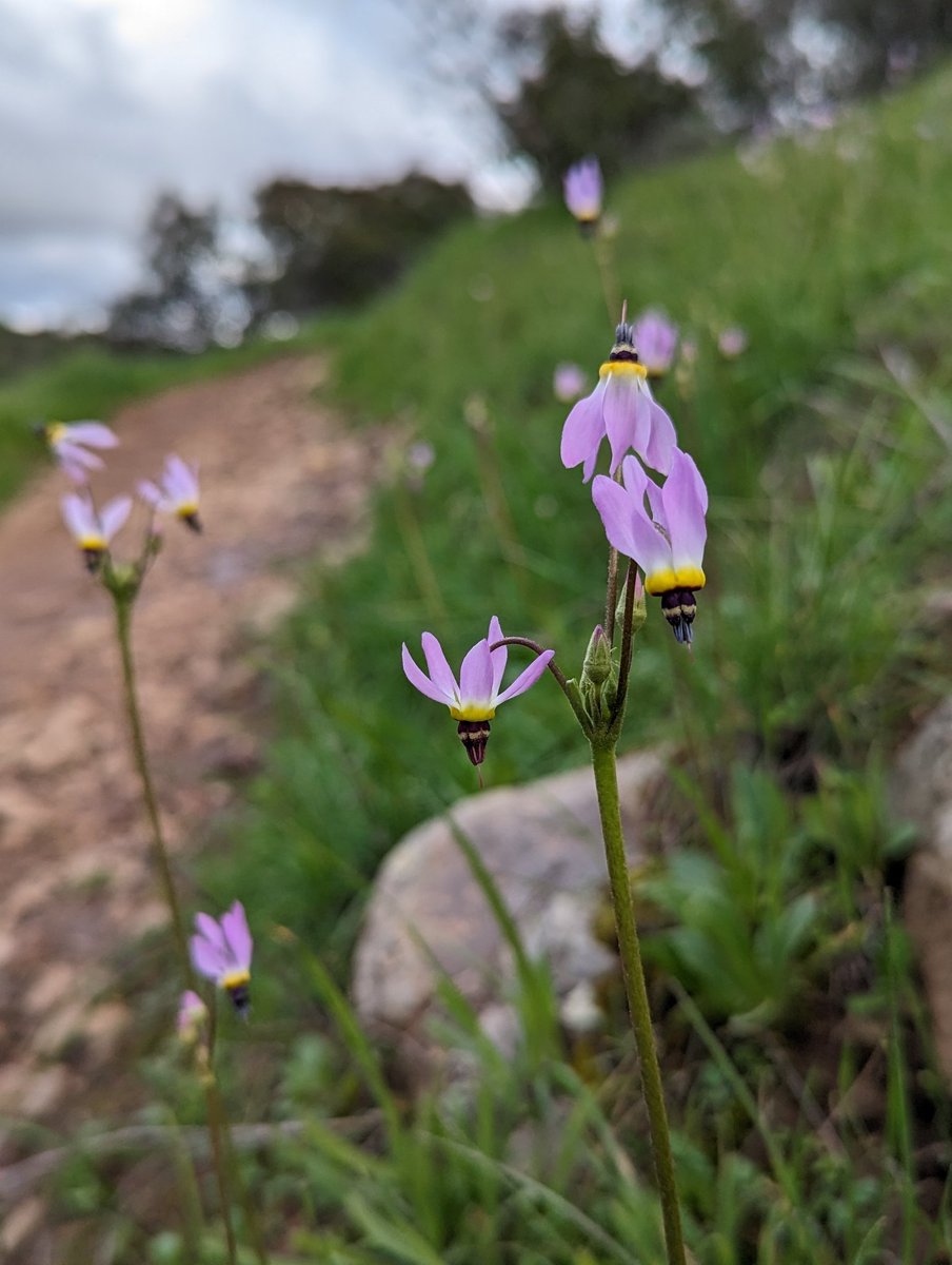 JosePinoSoCal's tweet photo. Today was a beautiful day for a ride in #ConejoOpenSpace. The wildflowers are starting to bloom. https://t.co/U3QkRdrbFL