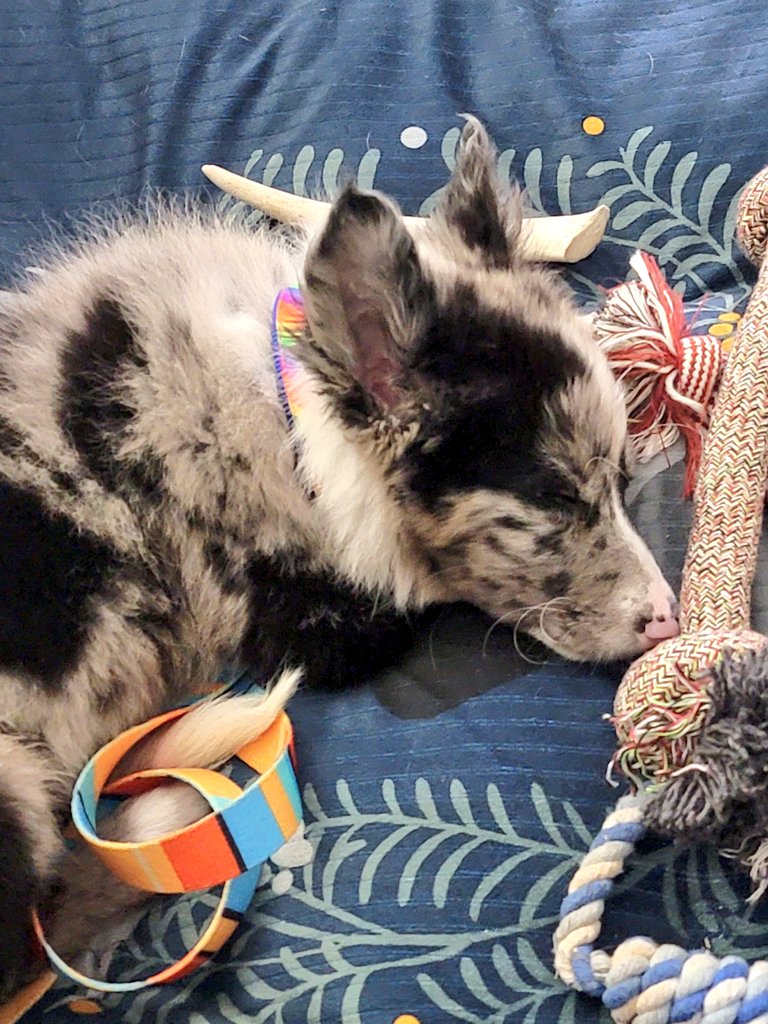 // Sorry, I've been really busy with the puppy. He comes first, ya know?