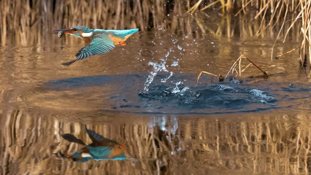 rusky330's tweet photo. @NaturehawkPhoto @UKNikon @NikonEurope A lucky shot tbh! https://t.co/QHSXbkGVfZ