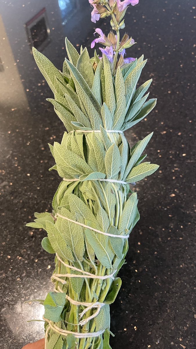 All the purging going on in Fiji got me in the mood to dry sage leaves for clearing. #sage #clearing #purging #fiji