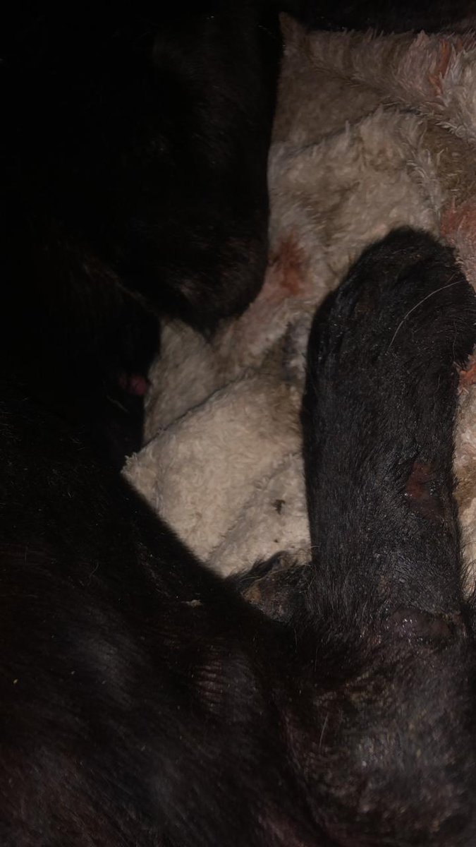 🏠Lar Dos Au-Au🐾🐶90 Cãezinhos tweet media