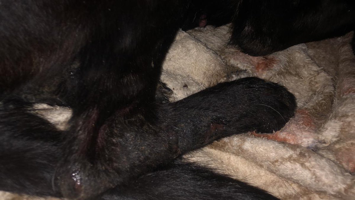 🏠Lar Dos Au-Au🐾🐶90 Cãezinhos tweet media