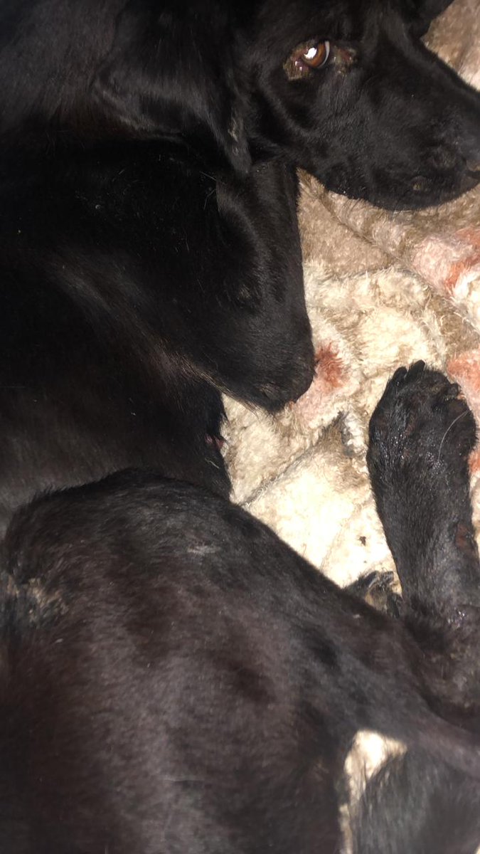🏠Lar Dos Au-Au🐾🐶90 Cãezinhos tweet media