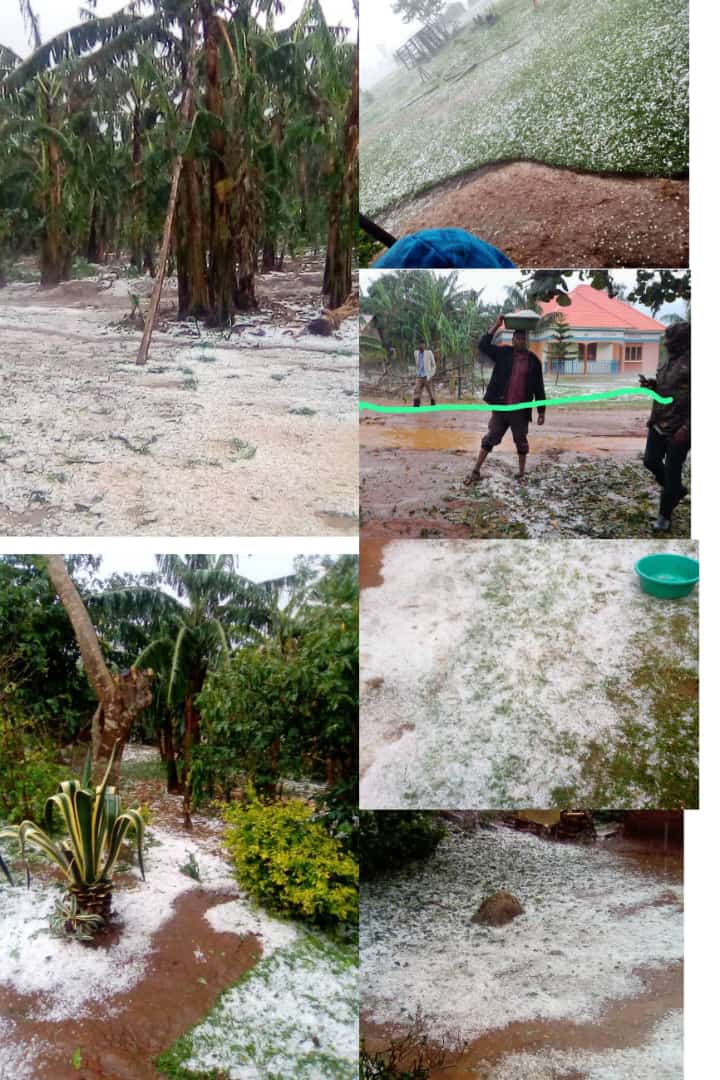 MKonoru's tweet image. I magine that's what happened in Ruhinda constituency, people are crying of losing their food crops