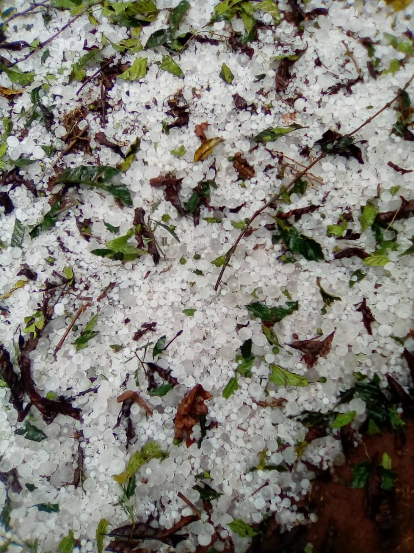 MKonoru's tweet image. What happened mitooma yesterday , it has never happened, crops were distroyed animals list their life  for sure government should help people of Ruhinda South for sure