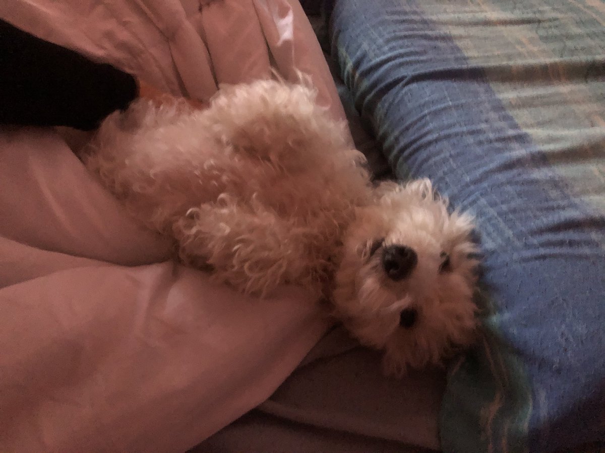 KyleCasha's tweet photo. 15% tieghi                                                         85% tahha                                                 Bed shared equally:) https://t.co/4Tb0J173uU