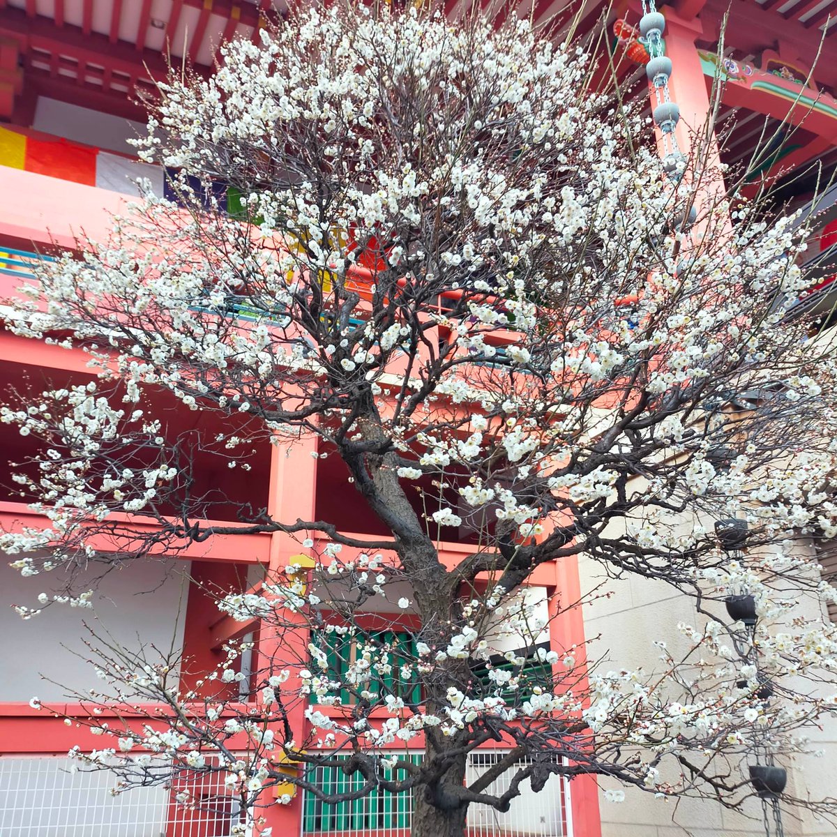 BedandStay's tweet photo. Plum trees are blooming all around Tokyo. We found this lovely tree at Ryūsenji Temple in Meguro. Visit Tokyo now and enjoy of this seasonal flower. Book your stay with us. Send us a message for booking.
#bedstay #tokyo #plumtrees #trees #nature #winter  #visitjapan #vacation https://t.co/bByxx79LT2