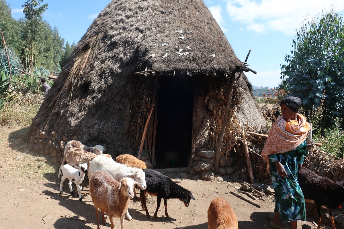 #Pestedespetitsruminants (PPR) poses huge threats to the livelihoods of women, who comprise of 2/3 of rural livestock farmers. 

Eradicating #PPR will improve the resilience of communities and foster the economic empowerment of women. 

More: woah.org/en/disease/pes…