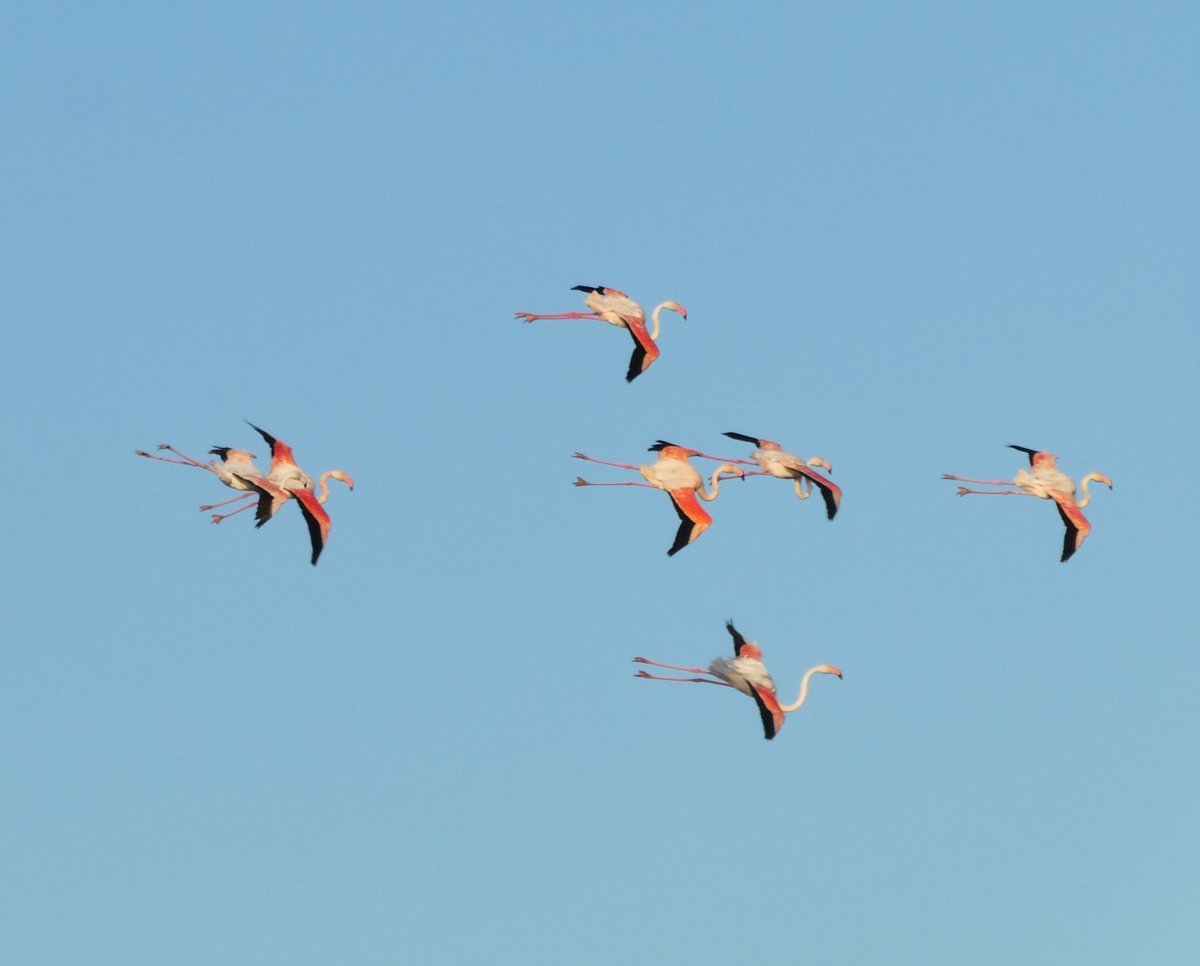 xusvalencia's tweet photo. Volando voy 🦩 #flamencos2023
Buenos días 💕 #albufera #valencia https://t.co/39NeVkbdIs