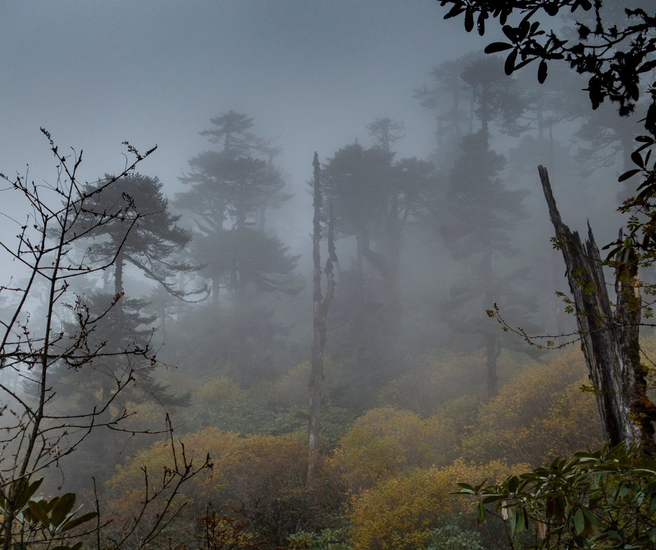 BoutIndia's tweet image. Tonglu is one of the highest peaks of the Singalila range known for its spectacular sunrise over the Kanchenjunga. On the hilltop, there is a trekker’s hut where you can stay for the night.  

#AdventureTrip #Tonglu #Darjeeling #WestBengal