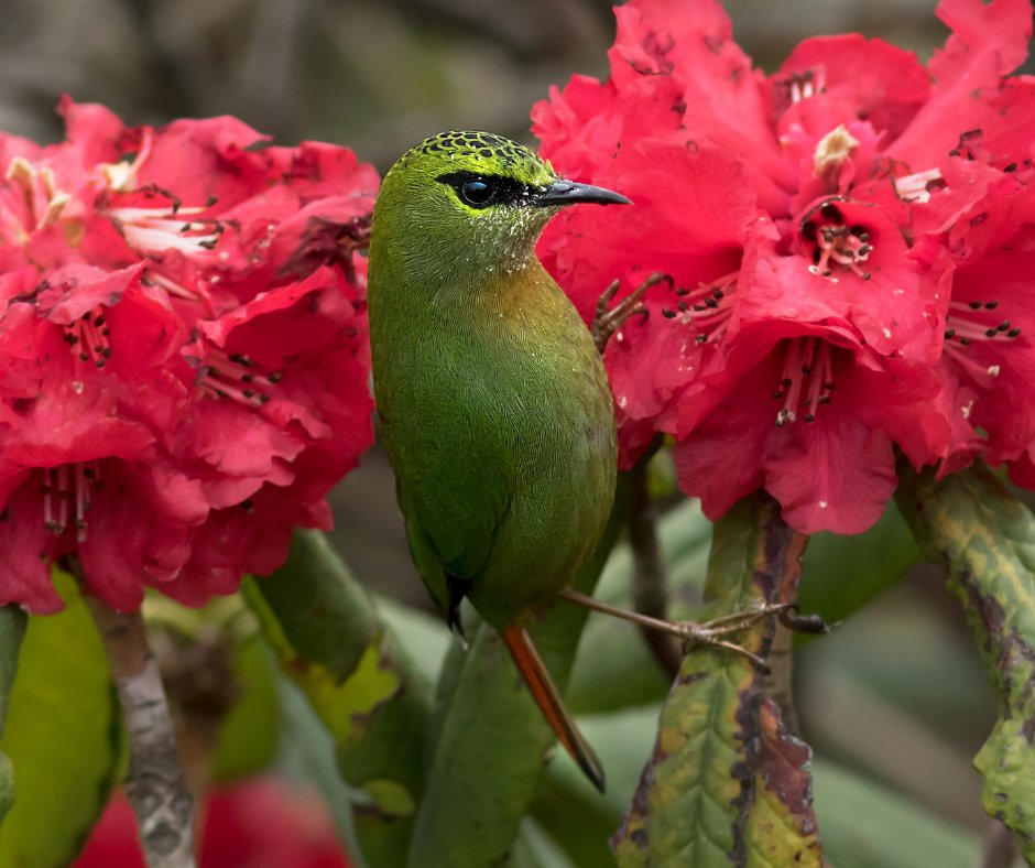 BoutIndia's tweet image. Tonglu is one of the highest peaks of the Singalila range known for its spectacular sunrise over the Kanchenjunga. On the hilltop, there is a trekker’s hut where you can stay for the night.  

#AdventureTrip #Tonglu #Darjeeling #WestBengal