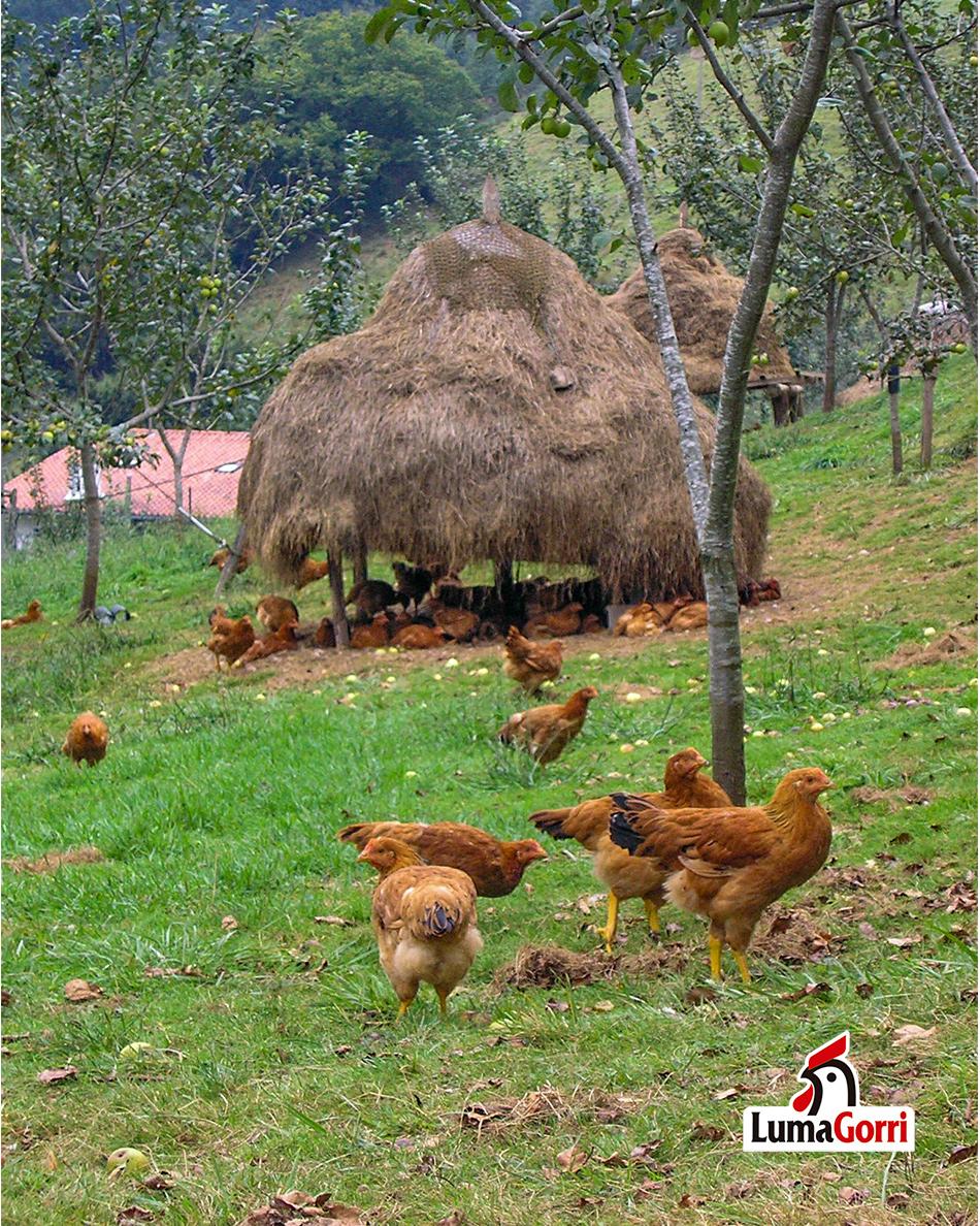 LumaGorri's tweet photo. CAS| Ya no se ven muchos almiares en las praderas de Euskal Herria. ¿Está a punto de desaparecer lo que ha sido un elemento representativo de nuestro paisaje?
Nosotros aún los mantenemos como refugio para los pollos #LumaGorri
#almiar #pajar #cultura #pollo #pollodecaserio https://t.co/egzp487rSp