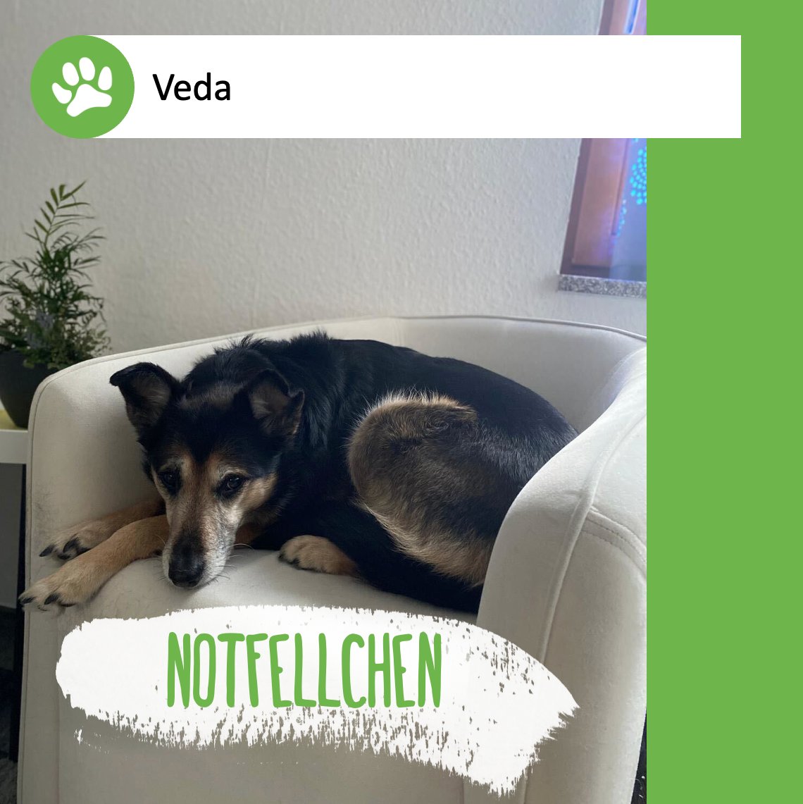 Dringend #HappyHome oder #Pflegestelle gesucht. Absoluter Notfall! 🚨 #Tierschutzhündin Veda sucht dringend sofort ein neues Plätzchen. Bitte retweeten so oft es geht! 🐾🙏🏼 Infos ➡️ ow.ly/QIxh50MEgeQ