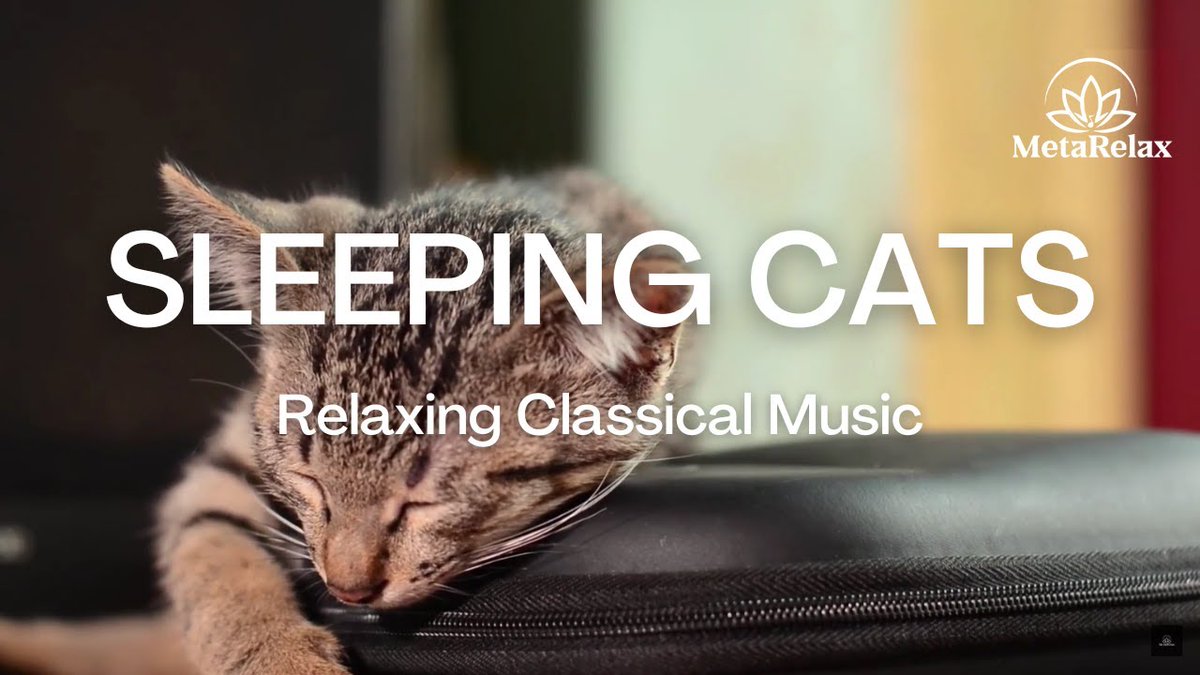 MetaRelaxCh's tweet image. This has to be the most relaxing cat video ever! 😻❤⬇️
youtu.be/Vg5ZTAHhjoA

#CatsLover #CatsOnTwitter #Musica #MusicMonday #music