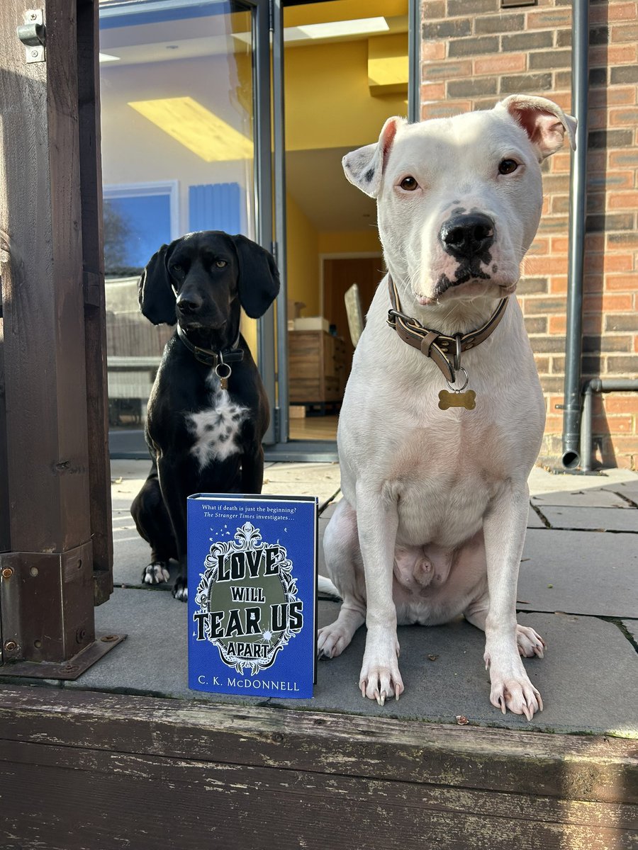 Caimh's tweet image. 10 days until the launch of Love Will Tear Us Apart &amp;amp; Diller wants to remind you if you preorder the hardback you can get a signed bookplate and Stranger Times Valentines card. thestrangertimes.co.uk/love-will-tear…
Jackson wants to remind you of nothing. He’s only here for the chicken.