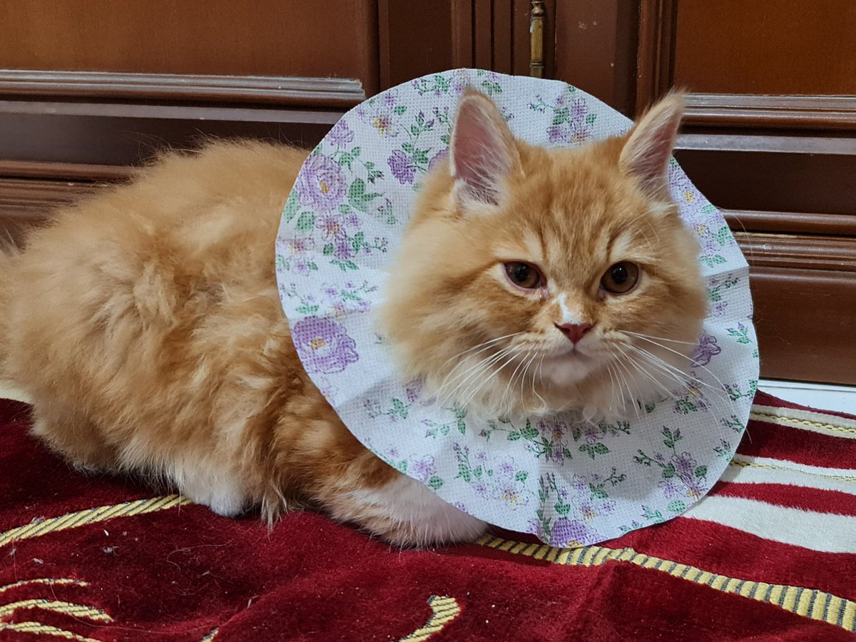 endades's tweet photo. @kochengfs mukanya ngajak perang saat dipakein pet collar, ngambek, selalu menjauh gamau dideketin 🤣🤣 https://t.co/fnnFiyY7lp