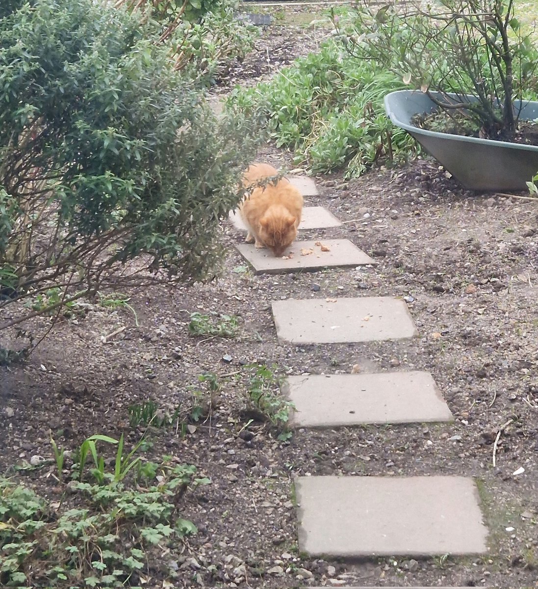 lisablake392's tweet photo. I took part in the Big Garden Birdwatch this weekend. Recording all the birds that visited in a single hour. The usual robins, sparrows, starlings, chaffinches and a greedy ginger cat!  #BigGardenBirdWatch https://t.co/ivIrgAFIst