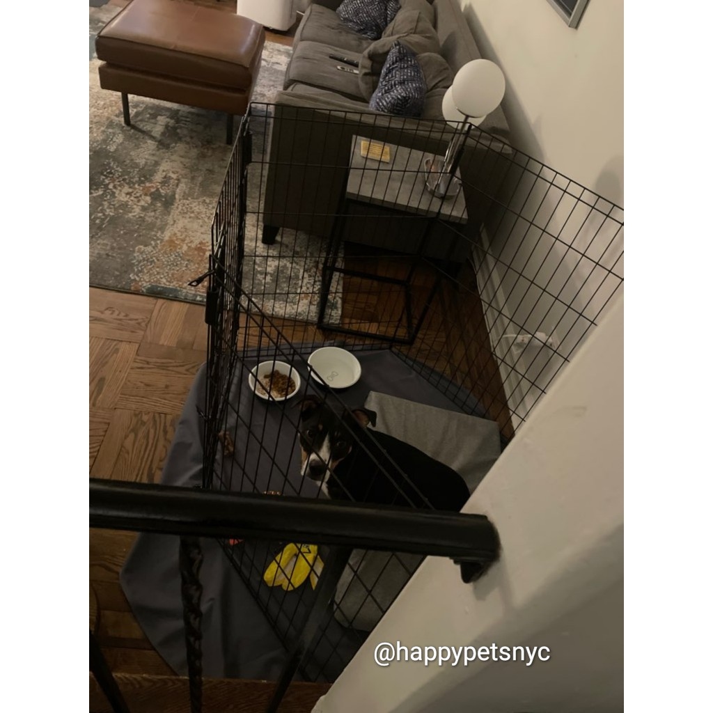 happypetsnyc's tweet photo. Fletcher is all energy once he leaves his pen!

Need a #dogwalker or #petsitter? Contact us today! https://t.co/5iYJ6Lrk4O⁠

#dog #dogs #toocute #woof #ilovemydogs #bestoftheboro #adoptdontshop #happypetsnyc #queens #nyc⁠ https://t.co/EoKLgiB2Sa