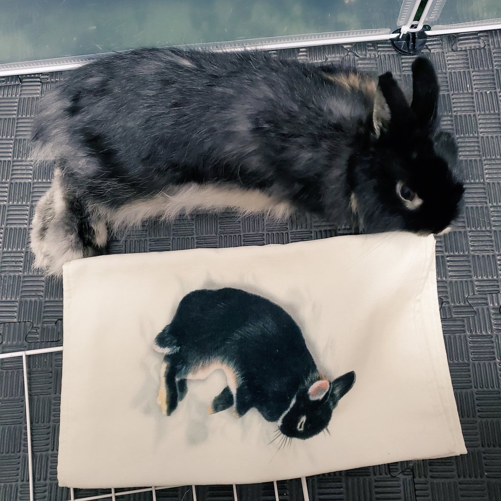 rabbit_uni's tweet photo. 上野のフェリシモYOU+MORE!で「子うさぎが寝ているフェイスタオル」ゲットさせていだきました！！
ブラックオターなんて、ドンピシャにうちの子！で即買いでした✨
ほんとにかわいいです🐰♡

 #うさぎのいる暮らし
 #うさぎのいる生活
 #ジャージーウーリー

@youmore_tw
@akipcs https://t.co/R7bBnsZq5f