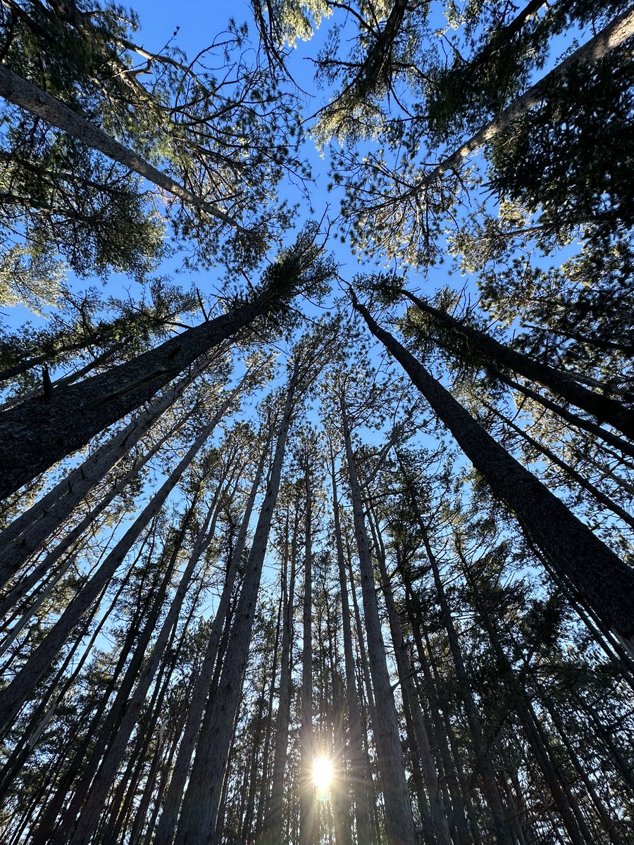 ScotiaNovas's tweet photo. A walk in the woods https://t.co/Gm644V2hEG