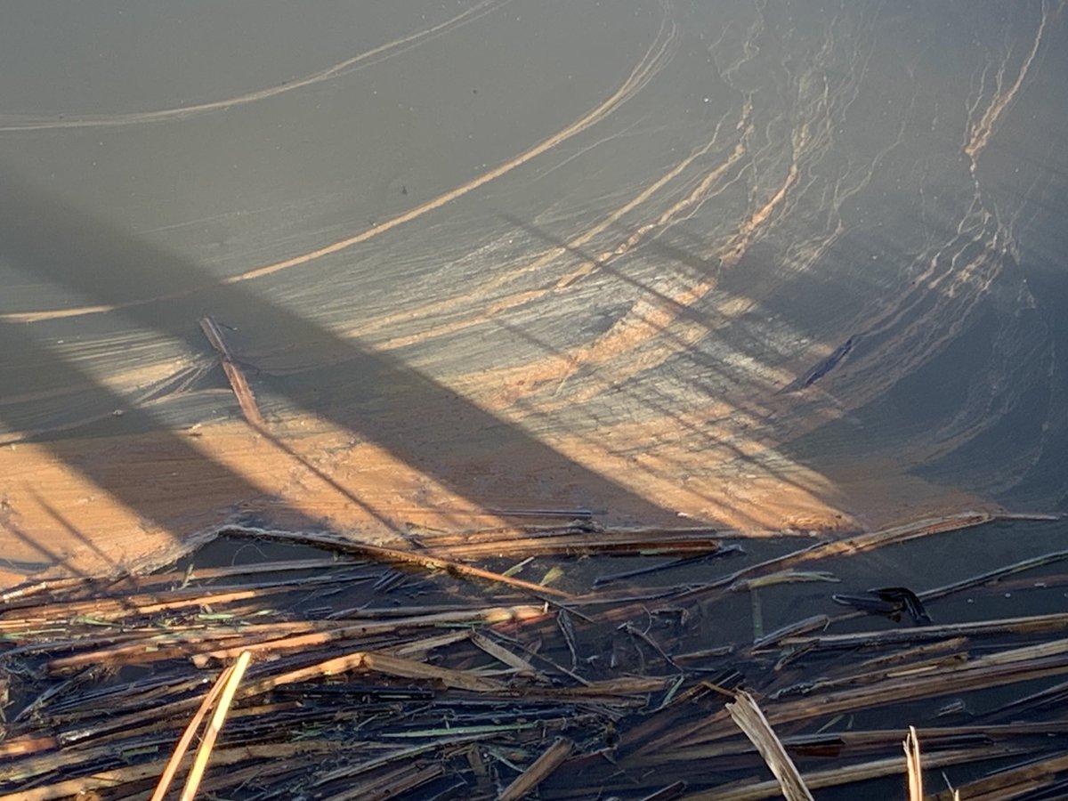 een prachtige vlek
met takjes op het water
bijna weggelopen tussen mijn 
schilderijen 
strelend voor mijn oog