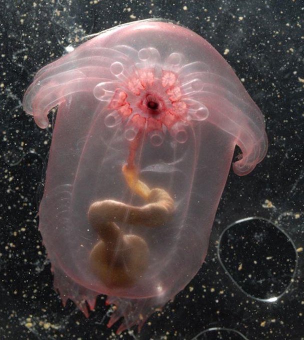 Discovered by researchers with the Census of Marine Life at a depth of 2,750 meters, this sea cucumber is so transparent that its digestive tract is on spectacular display 

[read more: ow.ly/pwZG50xRzLv]