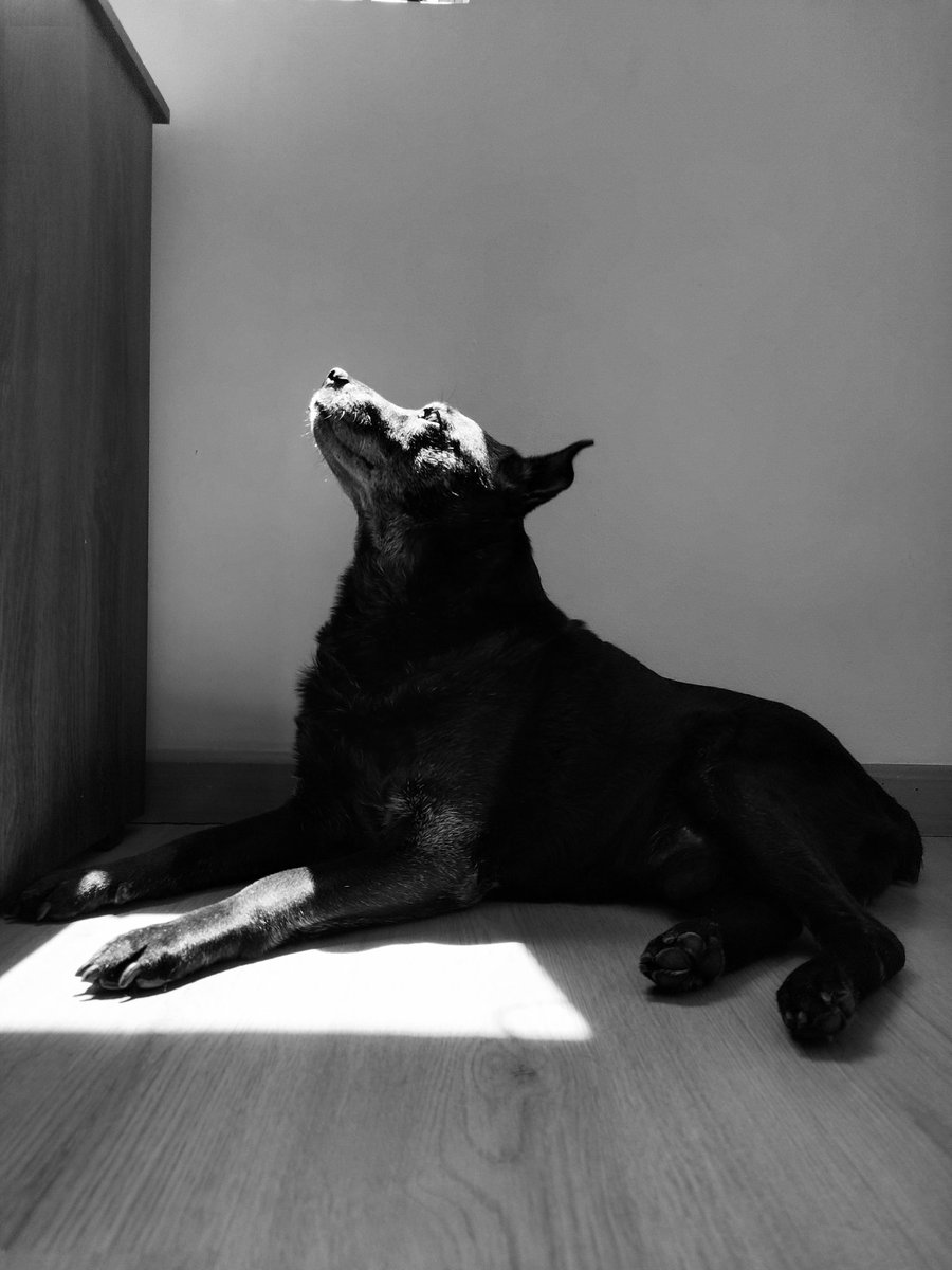 viejo_confiable's tweet photo. Hoy en la madrugada le agradecí por todo lo que hice por mí y le dije que se fuera tranquilo. Hoy voló alto dejando una huella gigante y cambiando mi vida. Gracias nuevamente Odin. https://t.co/8gkI95li5t