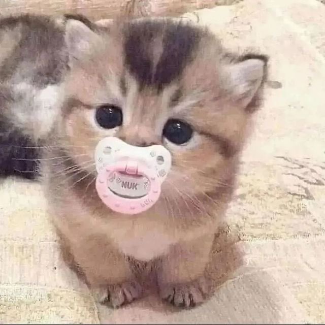 •  #robux giveaway! ♡
Rules

-☆ Follow me &amp; <a href="/luhveva/">eva !</a> 
-☆ Like &amp; Retweet

Extras :
• Qrt with tags and comment