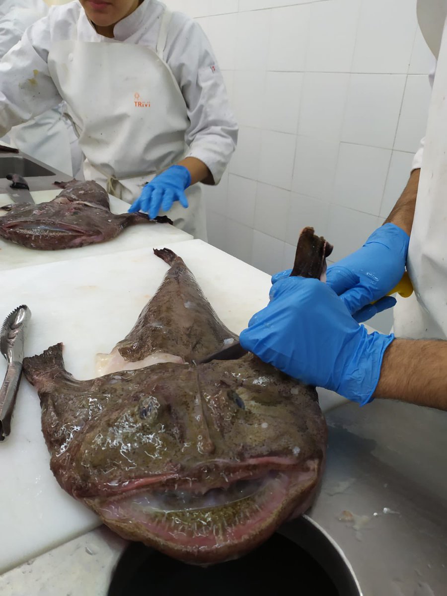 InsAlimentsBCN's tweet photo. Arriba matèria prima comprada al mercat del peix de @Mercabarna_mb per a les nostres elaboracions! 
Alumnat estudiant el @pfi_edu de peix a #institutalimentsbcn. 
No hi ha bèstia marina que se'ns resisteixi! 🐟🐙🦐🦑 https://t.co/G3oui03F4n