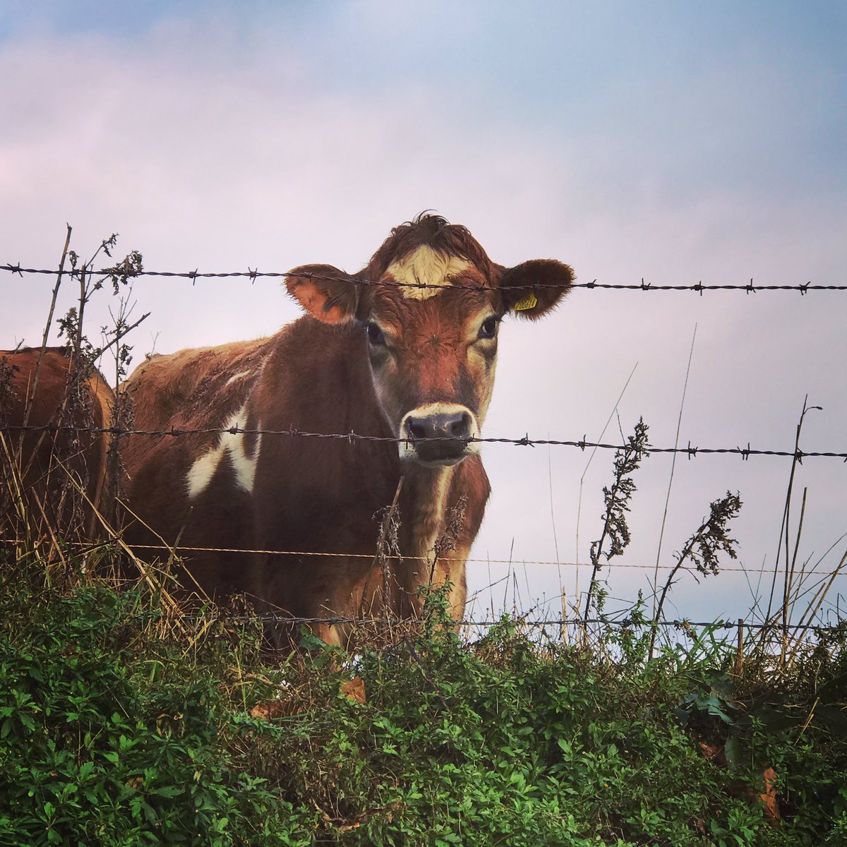 Today's walk. I'm in love with these cows. They are sweet and curious. They even moo softly. #jerseycow