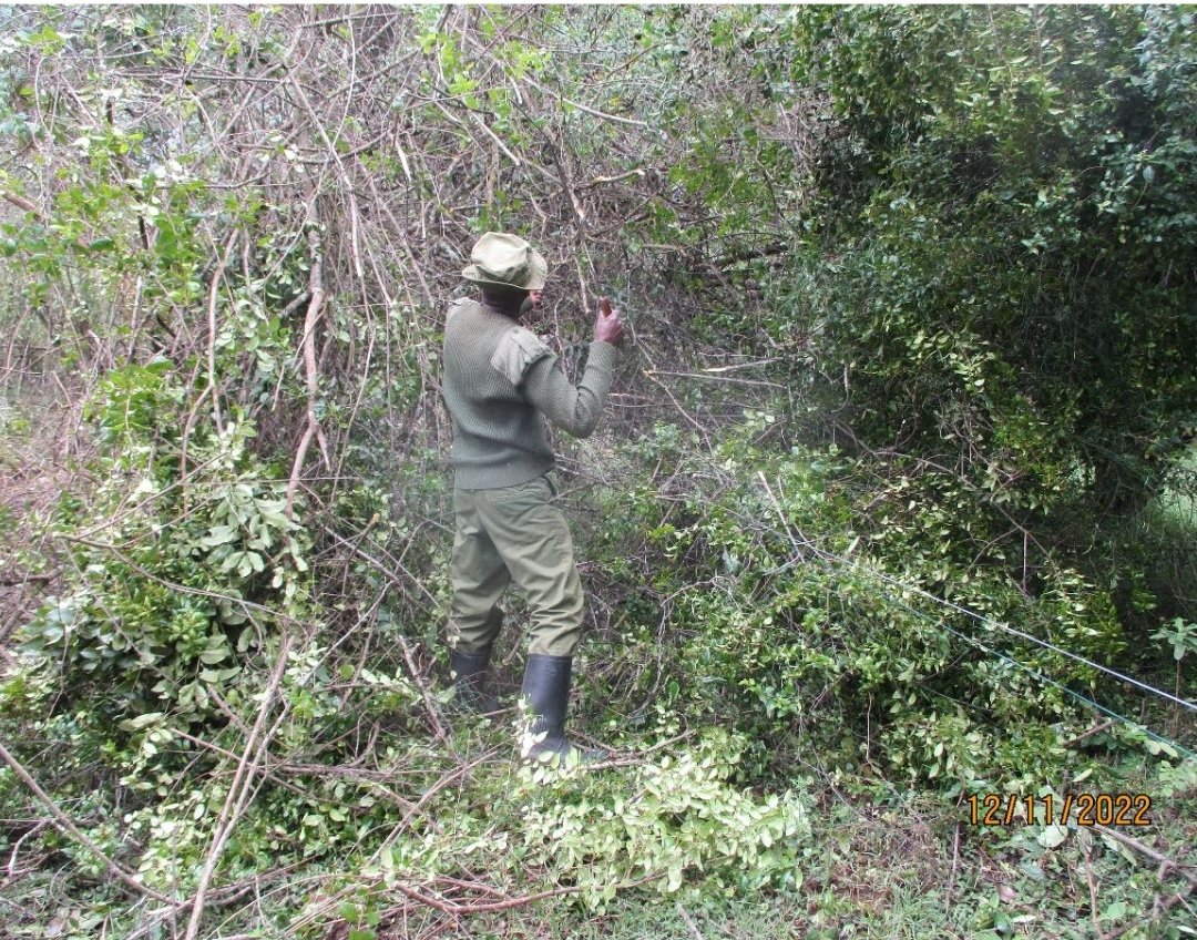 Naro Moru fencers removing fallen trees along the fence.

#MKTFencers #MKToperations #rangerteam #fencerepair #electricfencemaintenance #rangerpatrol #fencemaintenance