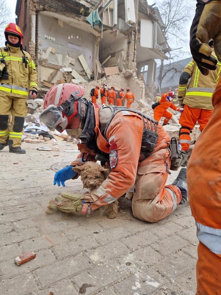 Zwierzęta to twarde bestie. Na zdjęciu (fot. DGfoto) piesek Maksymilian wyciągnięty przez ratowników z pod gruzów plebani przy ul. Bednorza 20 w #Katowice. Dzisiaj znaleziono w szafie pod gruzami kota, który również przeżył! Wow!