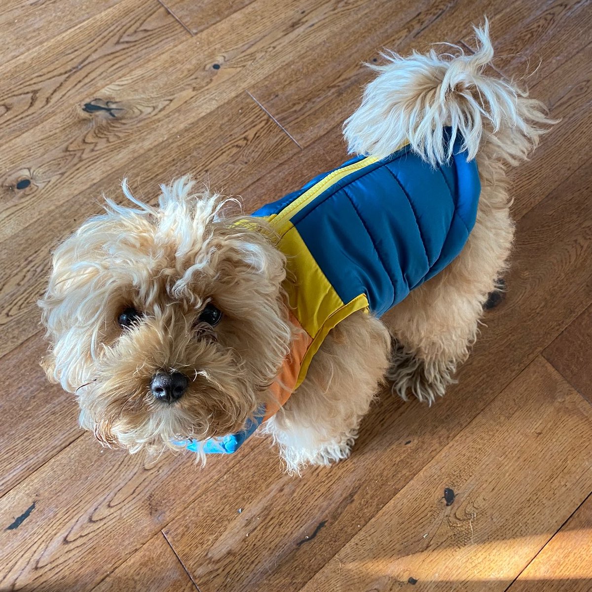 el_rudge's tweet photo. @kiapegg HOLD THE PRESS. Oaks has the exact same coat… 😂😂 https://t.co/MxABO2ykCK