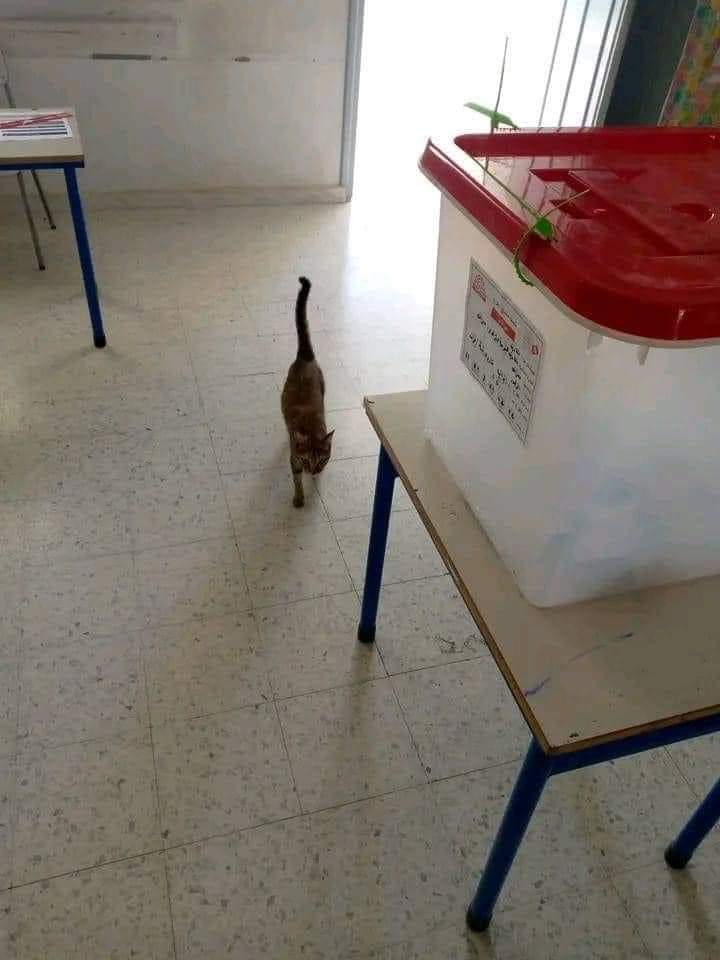 MouradTeyeb's tweet photo. #Tunisia
A symbolic photo from the empty polling booths and the landslide boycott of Kais #Saied's election Sunday.
#PreviousTweets
#تونس https://t.co/osp5VX9NwF