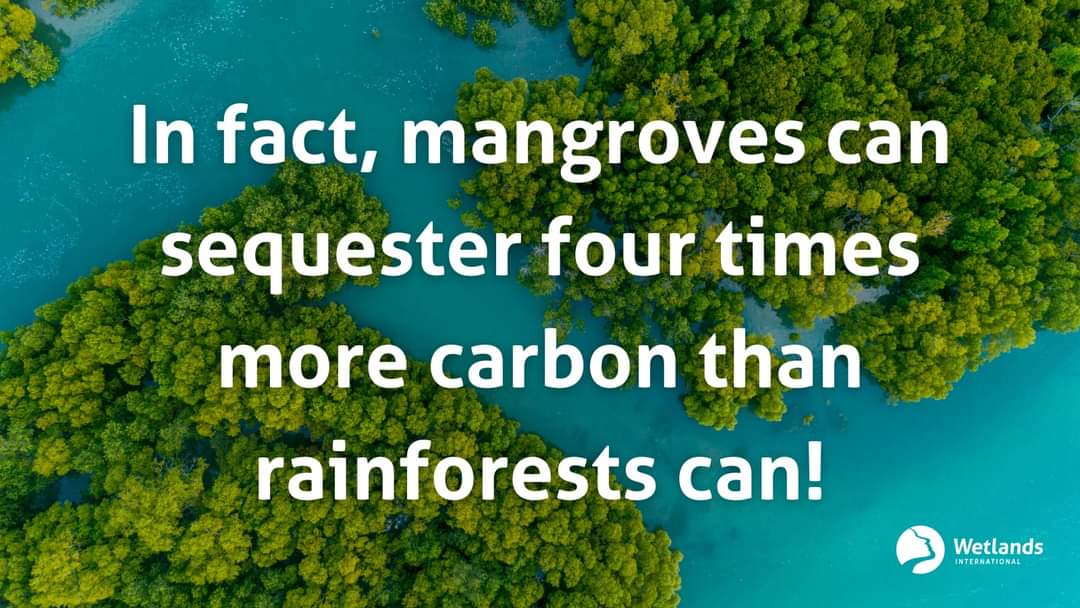 WetlandsIntEA's tweet photo. World Wetlands Day is this Thursday! Do you know how much carbon is stored in the world's #mangroves? #WeNeedWetlands #ForNatureBasedSolutions
#WetlandsRestoration #ForWetlands https://t.co/rFXsBmt3HE