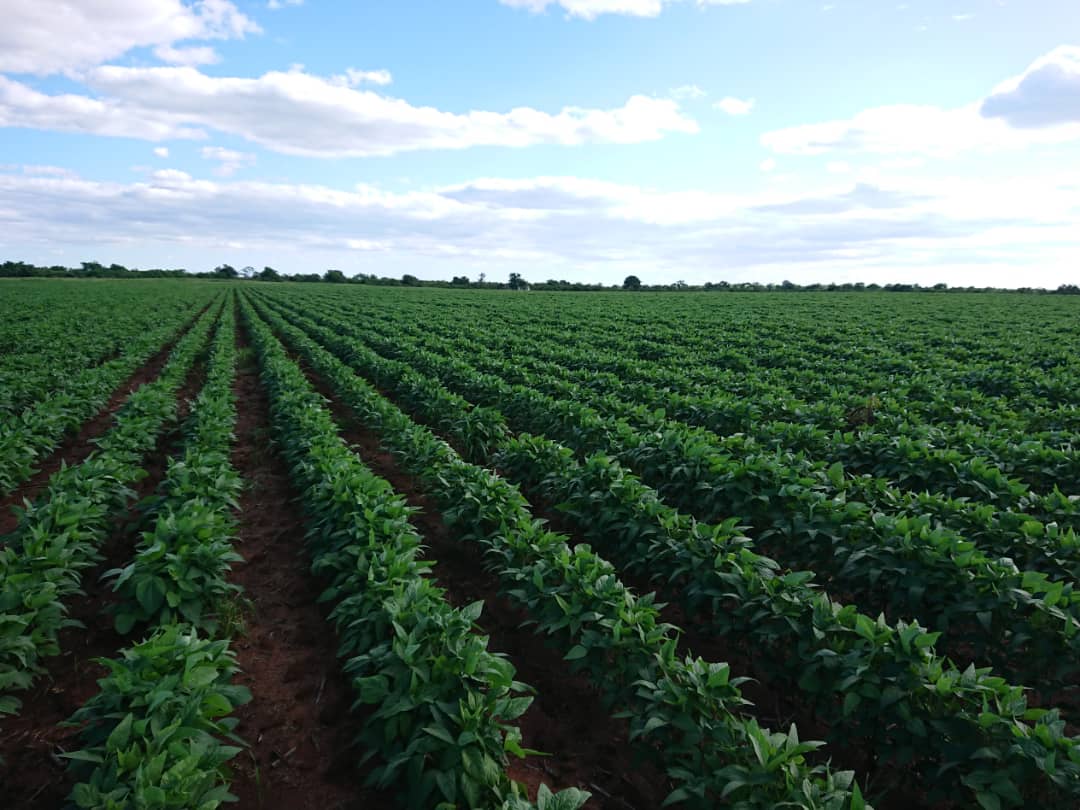 soboazim's tweet photo. A healthy looking field of soya beans in Kadoma, Mashonaland West under our SOBOA initiative. Many farmers  have partnered with us this season to grow soya beans. 

#Soboazim
#GrowingLocalValueChains
@BusisaMoyo 
@SeedCoZimbabwe 
@CBZHoldings https://t.co/XtqafNqNJT