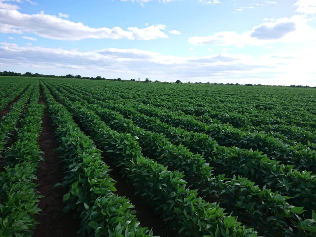 soboazim's tweet photo. A healthy looking field of soya beans in Kadoma, Mashonaland West under our SOBOA initiative. Many farmers  have partnered with us this season to grow soya beans. 

#Soboazim
#GrowingLocalValueChains
@BusisaMoyo 
@SeedCoZimbabwe 
@CBZHoldings https://t.co/XtqafNqNJT