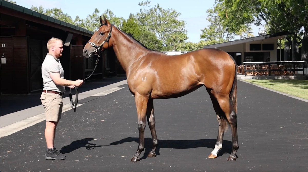Big Day at <a href="/KarakaChat/">New Zealand Bloodstock</a> today with the stables purchasing 2 cracking yearlings.
Lot 71 Raise The Flag/Bird Filly.              Lot 276 Super Seth/Kashmir Colt.        Super excited to get both these horses in the stables, ownership opportunities available in both. Call 0402424969