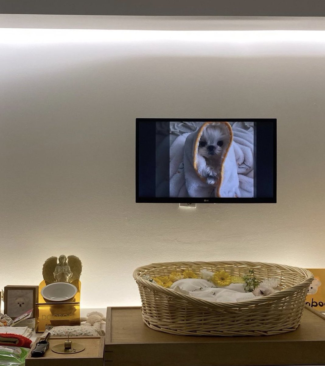 แกน้องดูบูไปดาวหมาแล้ว 😭😭😭😭💔💔💔💔💔💔💔💔