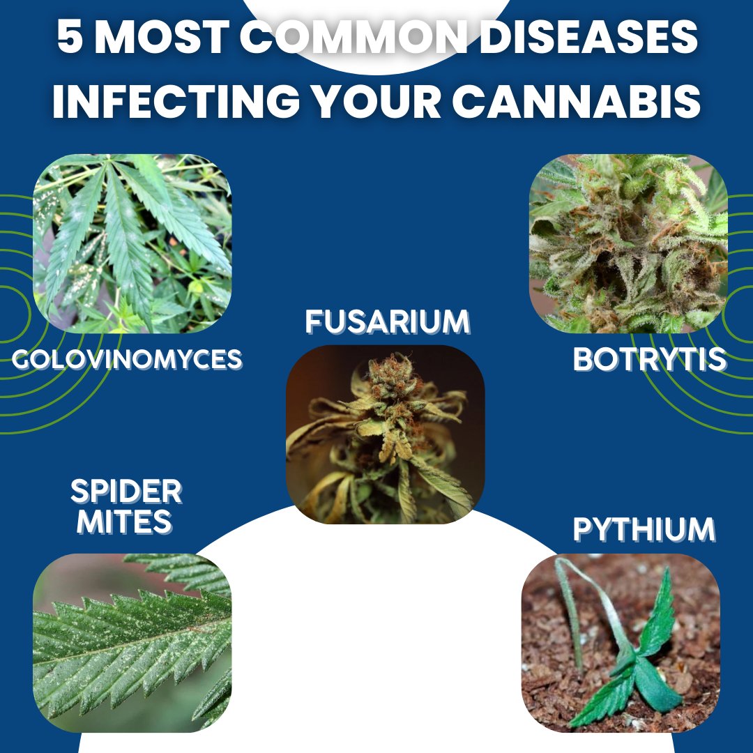 VerneBio's tweet photo. If you're seeking practical detection of illnesses, you're better off testing it at a lab. We offer testing kits that you can do at home, or leave it up to us!
#vernebioanalytics #cannabis #hemp #itest #wetest #testkit #pathogen #canna #cannabisculture #medicalcannabis https://t.co/Rpg5c1mo0q