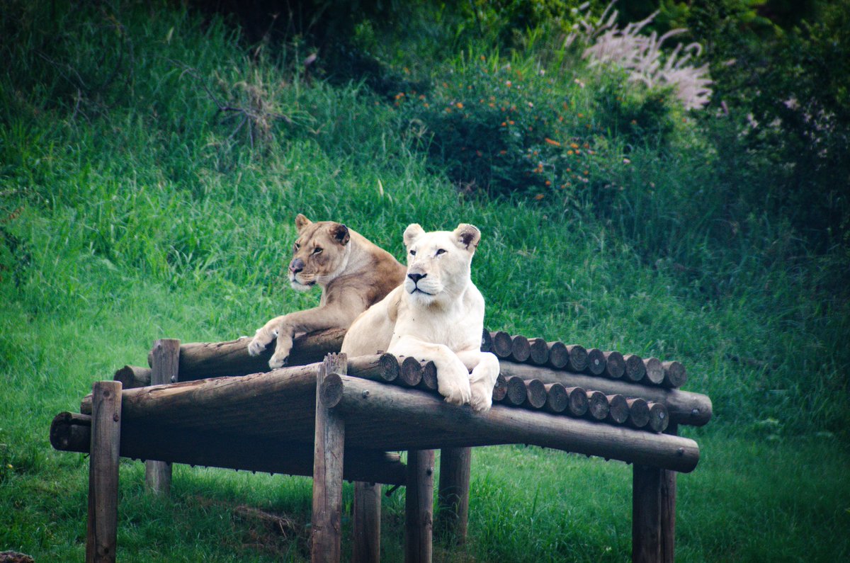 natzoo's tweet photo. #FreshWeek
#BeHappyAgain
#SANBI4Nature https://t.co/HXmfHZuANF