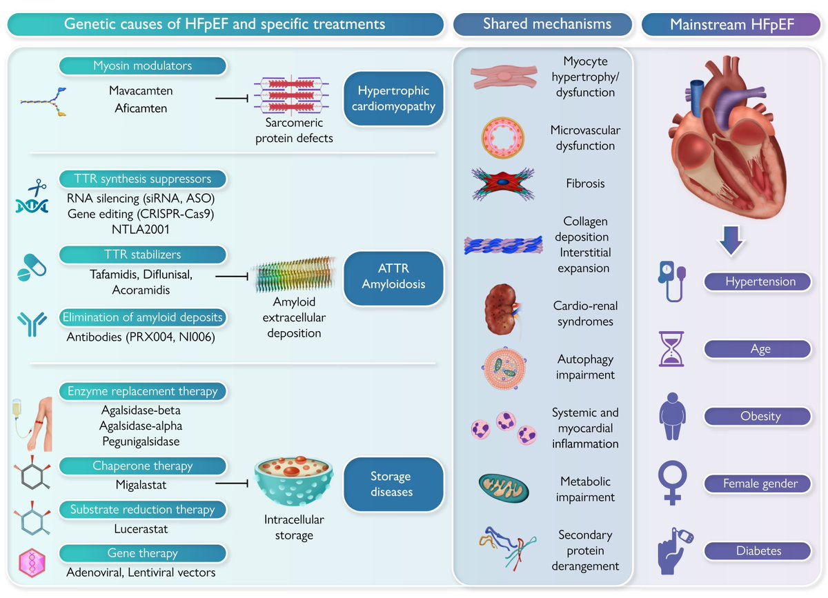 ehj_ed's tweet photo. Genetic causes of heart failure with preserved ejection fraction: emerging pharmacological treatments. Read more in EHJ!
https://t.co/jf7V8uTS9V
#HFpEF  #Hypertrophic #Fabry #Amyloidosis #Drug #cardiotwitter @ESC_Journals @escardio https://t.co/bBJGAKlt42