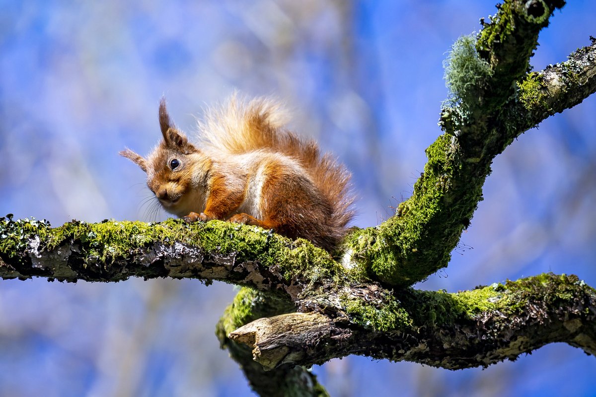 Good news from @NTCastleWard - red squirrels have been successfully introduced into the County Down estate. Together with @UlsterWildlife, @BelfastZoo, @daera_ni and @heartofdownreds, we’re working to secure the long-term future of this endangered species. Photo: Adam Gerrard