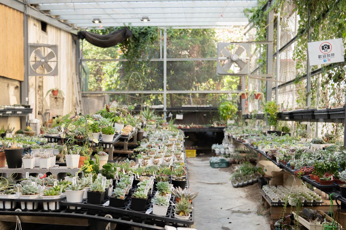 Buy a pot of succulents, which make you lucky for the New Year!

#Sukkulenten #lasplantegrasse #succulente #suculentas

📣Dear followers, this account will be merged into  <a href="/taichungtravels/">大玩台中 - 台中観光旅遊局🇹🇼</a> from March. Follow that to discover latest events and attractions in Taichung city, Taiwan.