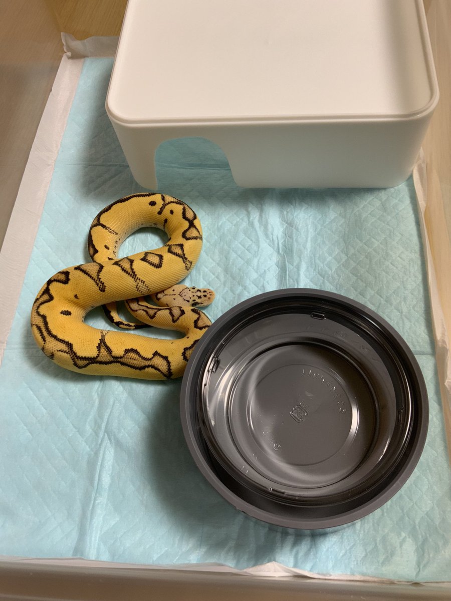 BMMorphsJapan's tweet photo. Firefly Enchi YB Clown ♂

#ballpythons
#qualityinqualityout
#SideBCollection
#recessivemorphs
#clownproject
#freewayproject
#freewayclownproject https://t.co/JiQCB6uxFf