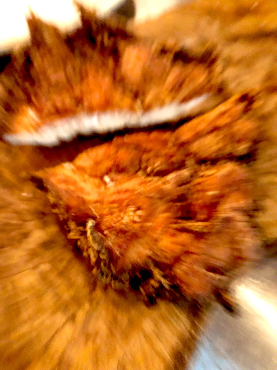 【本日の賄い】大鶏排（タージーパイ）
お腹が減っててピントが。。笑

youtubeにてレシピも紹介してますのでそちらも是非🐓

【ハマる】唐揚げ革命！！
youtu.be/HSbfb9BAzvM