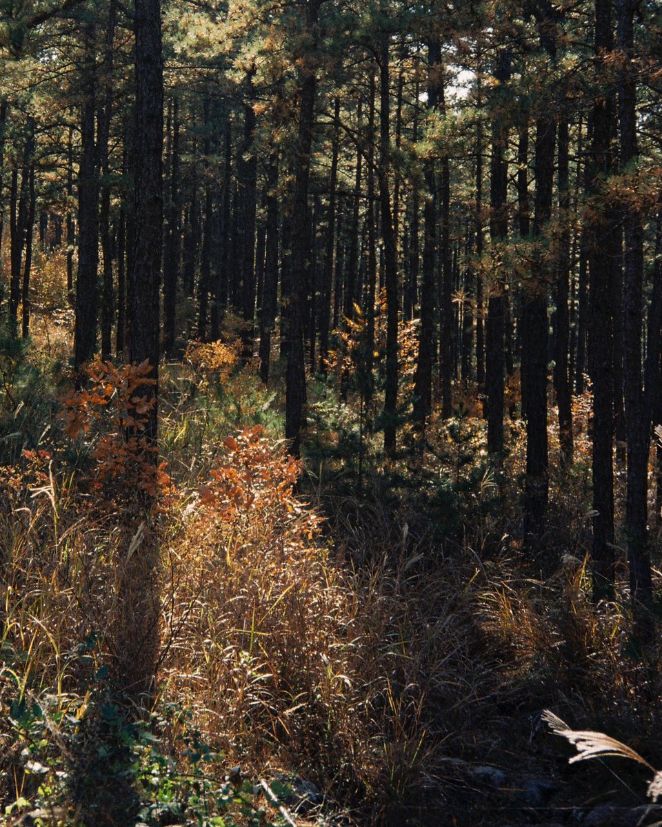 haroosajin's tweet photo. 가을 숲은 기둥 
Kodak color plus 200
2022, S.Korea https://t.co/e8pme8Z14l