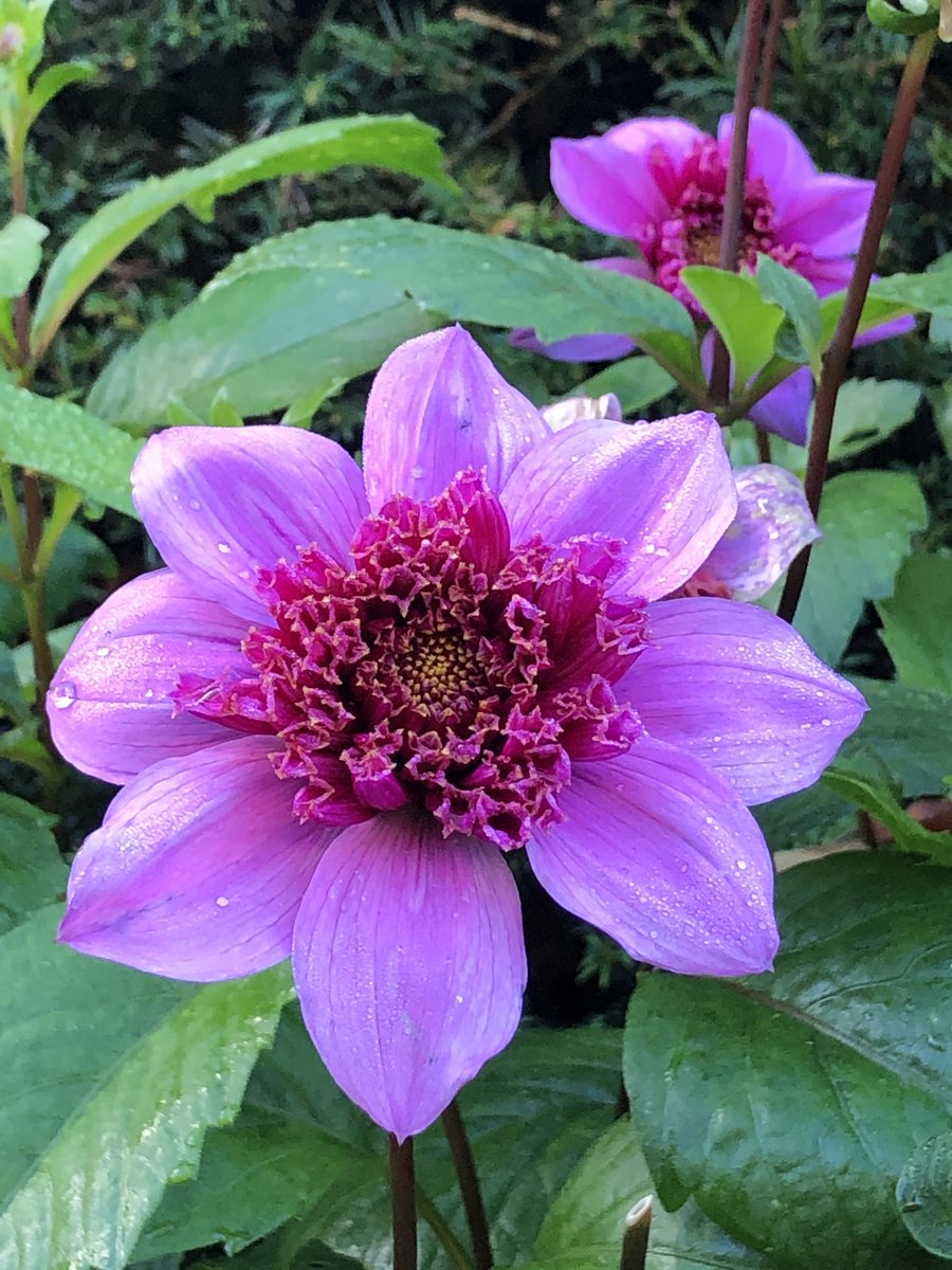 Happy Monday everyone! #MondayMagenta Have a great day! 😊