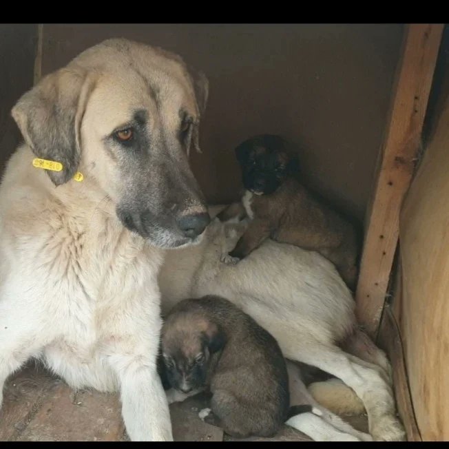 AÇLIKTAN ÖLÜYORLAR DURUM COK ACIL ÇOK ACİL MAMA DESTEĞİ LAZIM ACİL BESLEME YAPMAZSAM ÖLECEKLER COK ACIL MAMA DESTEĞİ LAZIM DAGLIK ARAZİLERE ATILAN COK SAYIDA ANNESİZ BEBEKLER VAE YENI ATILMIŞ ACIL MAMA DESTEĞİ LAZM LTFEN RT05435150436 <a href="/feelcattish/">sevde</a> <a href="/selinnu/">Selin Nüfusçu</a> <a href="/lsdomicim/">Leman Sam</a> <a href="/tunaarman1/">tuna arman</a>