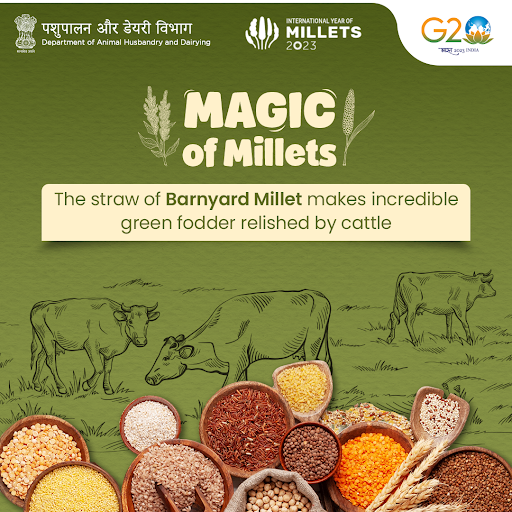 drmvijayawada's tweet photo. Barnyard millet is a drought-resistant crop offering several nutritional benefits.
#AnimalHealth #AnimalWealth #IYM2023 #YearofMillets #MagicofMillets #IYM2023
@PMOIndia
@nstomar
@g20org https://t.co/AIt004LC0g